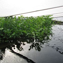 Hoe leg je een plantenfilter aan: afbeelding 20