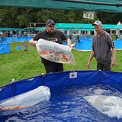 Holland koi show dag 1: afbeelding 2
