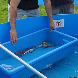 Holland koi show dag 1: afbeelding 3
