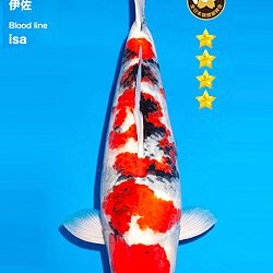 I am Showa Sanshoku: afbeelding 1