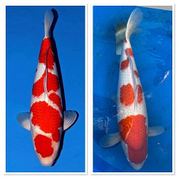 I Love Kohaku : afbeelding 4