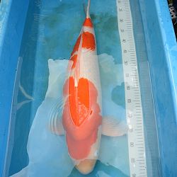 I Love Kohaku : afbeelding 1