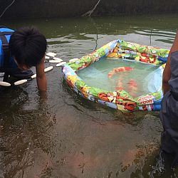 Ikeage Momotaro : afbeelding 1