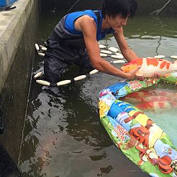 Ikeage Momotaro : afbeelding 15
