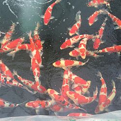 Ikeage Momotaro : afbeelding 30
