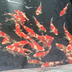 Ikeage Momotaro : afbeelding 32