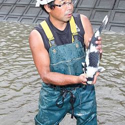 Ikeage van Nagoshi: afbeelding 12