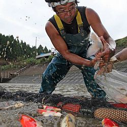 Ikeage van Nagoshi: afbeelding 17