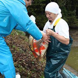 Ikeage van Nagoshi: afbeelding 19