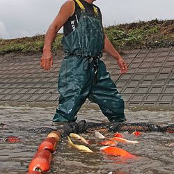 Ikeage van Nagoshi: afbeelding 20