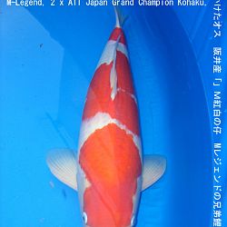 informatie oyakoi Hakubotan: afbeelding 6