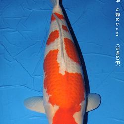 informatie oyakoi Hakubotan: afbeelding 7
