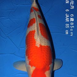 informatie oyakoi Hakubotan: afbeelding 8