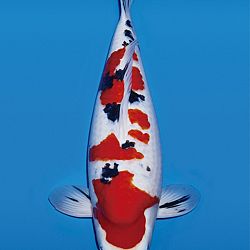 Interessante koi op de veiling: afbeelding 1