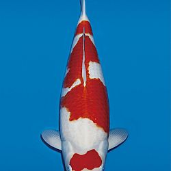 Interessante koi op de veiling: afbeelding 2