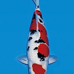 Interessante koi op de veiling: afbeelding 3