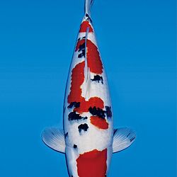 Interessante koi op de veiling: afbeelding 4