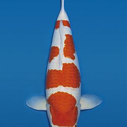 Interessante koi op de veiling: afbeelding 5