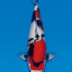 Interessante koi op de veiling: afbeelding 6