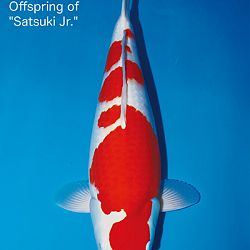 Interessante koi op de veiling: afbeelding 7