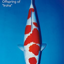 Interessante koi op de veiling: afbeelding 8