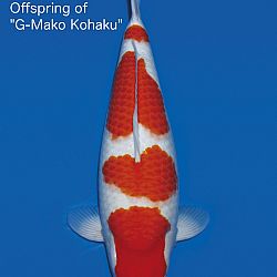 Interessante koi op de veiling: afbeelding 9