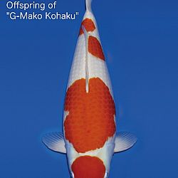 Interessante koi op de veiling: afbeelding 10