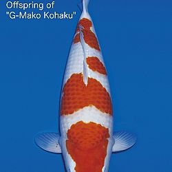 Interessante koi op de veiling: afbeelding 11