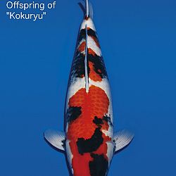 Interessante koi op de veiling: afbeelding 12