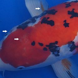 Interkoi outlet: afbeelding 2