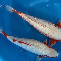 Japan dag 8: afbeelding 4