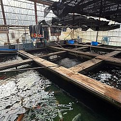 Japan dag 8: afbeelding 5