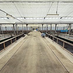 Japan, het land van de rijzende zon en de koi: afbeelding 1