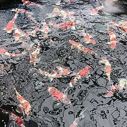 Japanreis april 2017: afbeelding 21