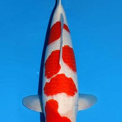 Kandidaten All Japan Junior Koi Show: afbeelding 2