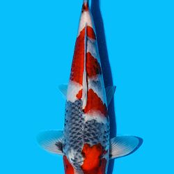 Kandidaten All Japan Junior Koi Show: afbeelding 4