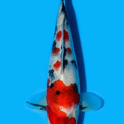 Kandidaten All Japan Junior Koi Show: afbeelding 5
