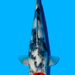 Kandidaten All Japan Junior Koi Show: afbeelding 6