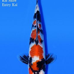 Kandidaten All Japan Junior Koi Show: afbeelding 8