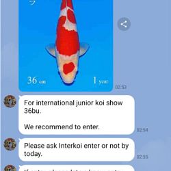 Kandidaten All Japan Junior Koi Show: afbeelding 9