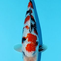 Kandidaten All Japan Junior Koi Show: afbeelding 1