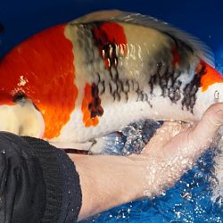 Kennisdeling is belangrijk: afbeelding 7