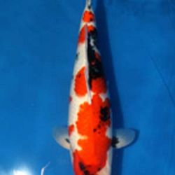 kohaku en Showa: afbeelding 1