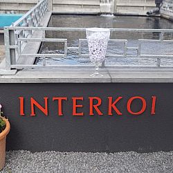 Koi nog in Japan: afbeelding 1