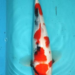 Koi opgehaald: afbeelding 6