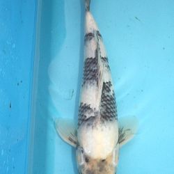 Koi opgehaald: afbeelding 9
