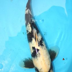 Koi opgehaald: afbeelding 14