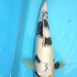 Koi opgehaald: afbeelding 15