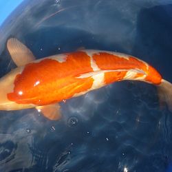 Koi uit een ver verleden: afbeelding 4