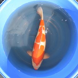 Koi uit een ver verleden: afbeelding 5